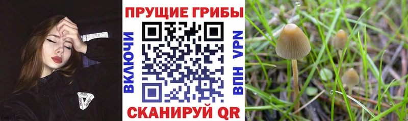 Галлюциногенные грибы Psilocybine cubensis  Заволжск 